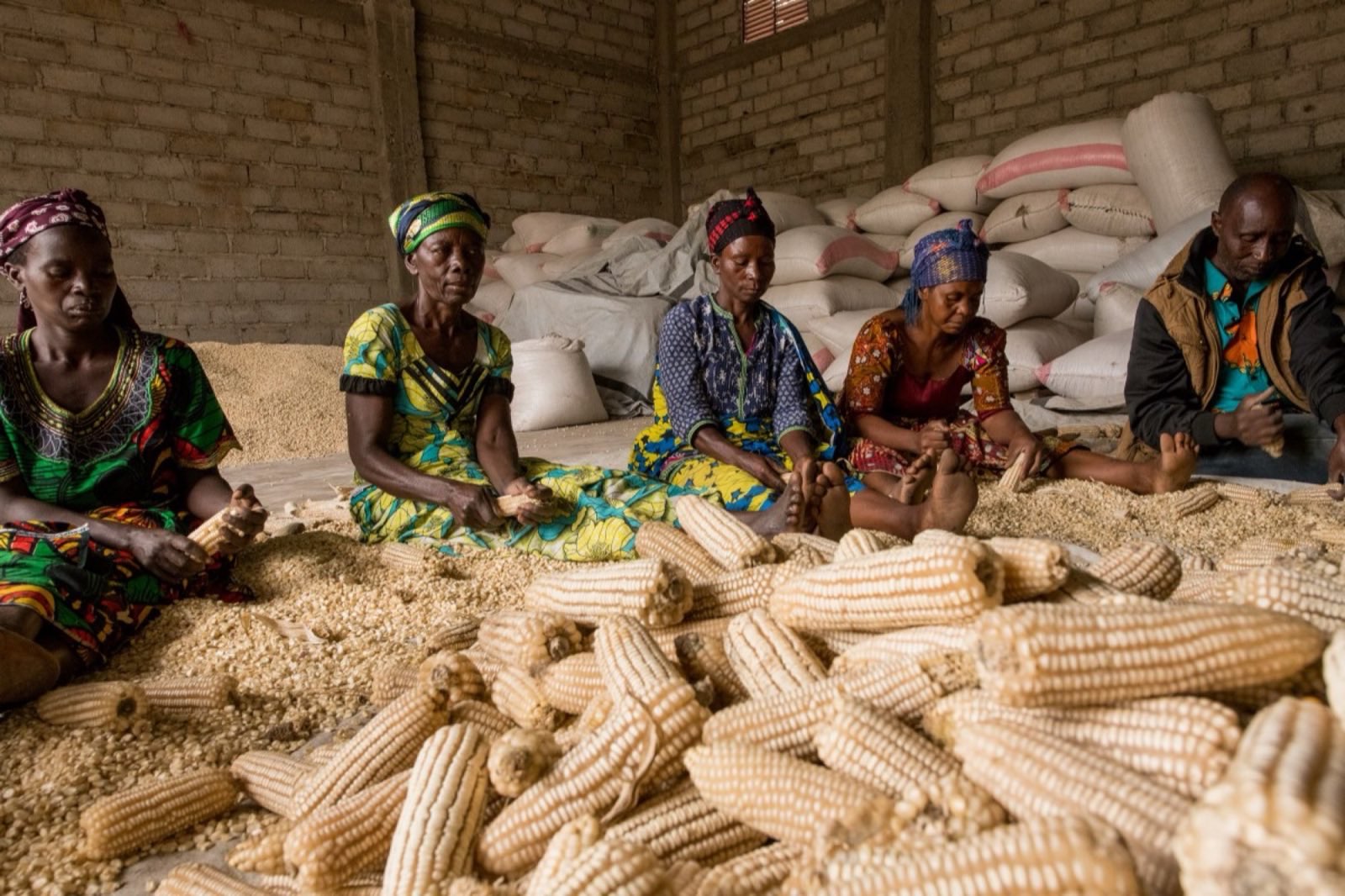 Workers sorting freshly harvested maize cobs