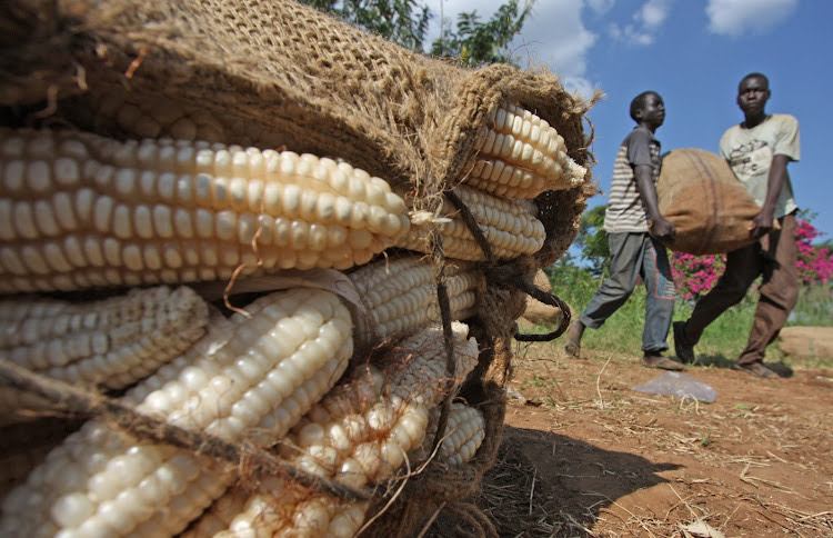 Harvested maize cobs packed in sacks