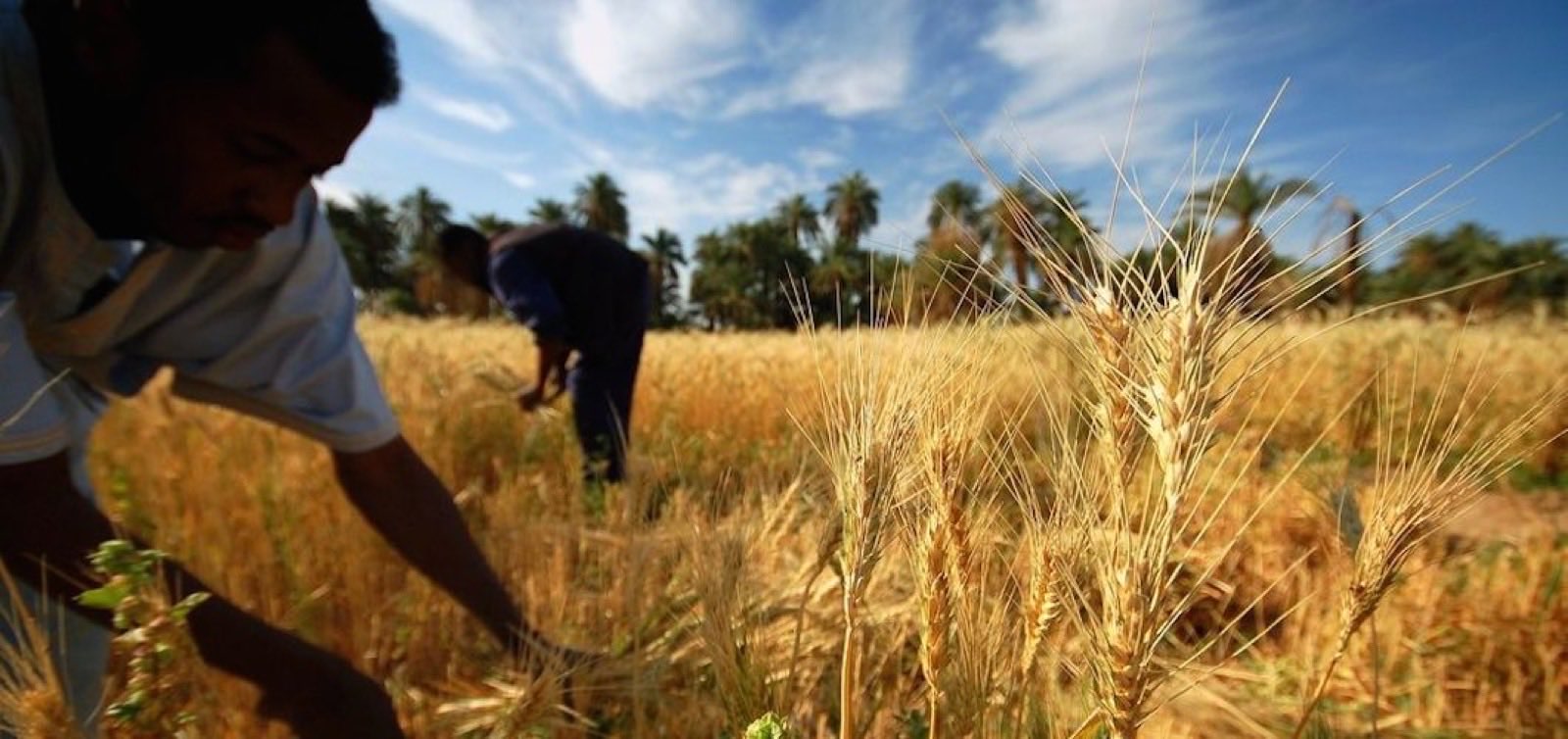 Rice being harvested by hand in the field