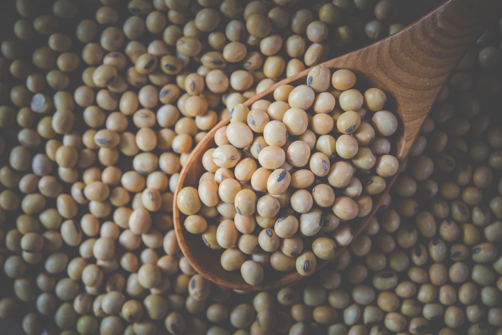 Close-up of dried soya beans