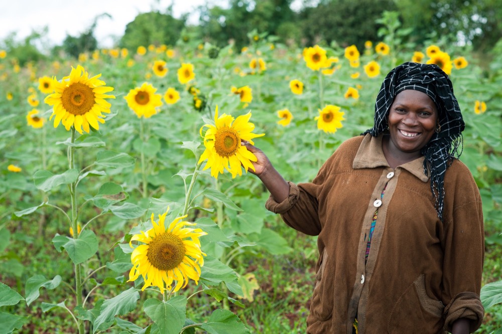 Farmer standing in a flowering sunflower field